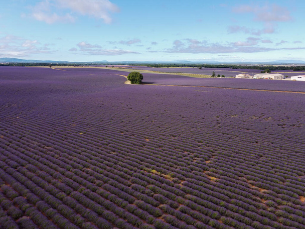 Touristic destination in South of France, aerial view on colorful aromatic lavender and lavandin fields in blossom in July on plateau Valensole, Provence. - Photo, Image