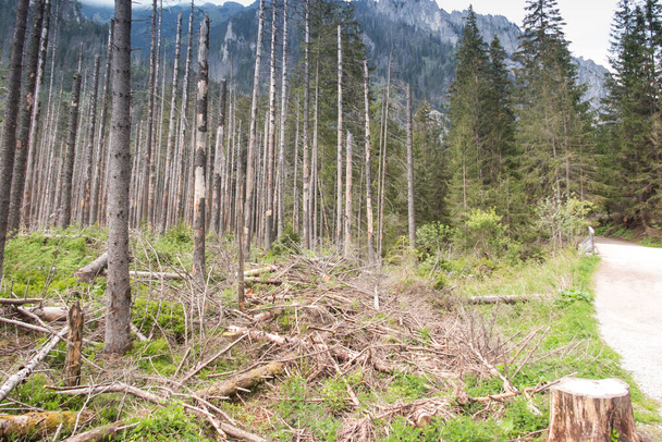 Daños ecológicos, en las partes bajas de las montañas Tatra en Polonia. - Foto, Imagen