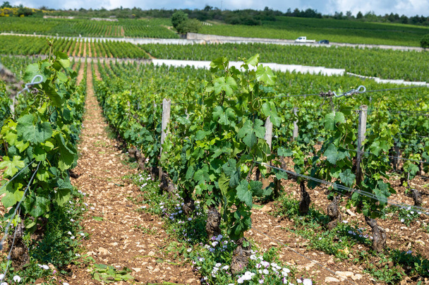 Zelená Grand Cru a premier Cru vinice s řadami Pinot Noir vinných hroznů v Cote de nuits, výroba slavného červenobílého burgundského vína v Burgundské oblasti východní Francie. - Fotografie, Obrázek