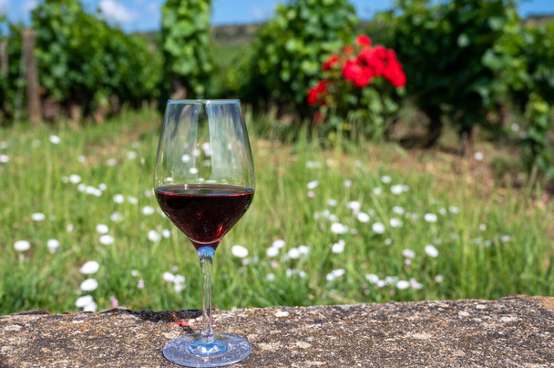 Випікання бургундського червоного вина з великих виноградників крю pinot noir, скло вина і вид на зелені виноградники в Бургундії Кот-де-Нуїтс виноробної області, Франція влітку. - Фото, зображення