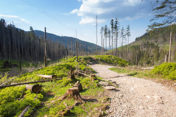 Οικολογικές ζημιές, στα χαμηλότερα τμήματα των βουνών Tatra στην Πολωνία. - Φωτογραφία, εικόνα