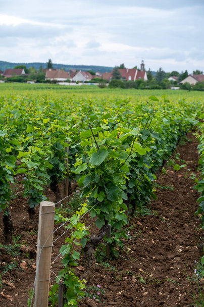 Πράσινο grand cru και premier cru αμπελώνες με σειρές από pinot noir σταφύλια φυτά σε Cote de αποχρώσεις, καθιστώντας διάσημο κόκκινο και λευκό κρασί Βουργουνδίας στην περιοχή της Βουργουνδίας της ανατολικής Γαλλίας. - Φωτογραφία, εικόνα