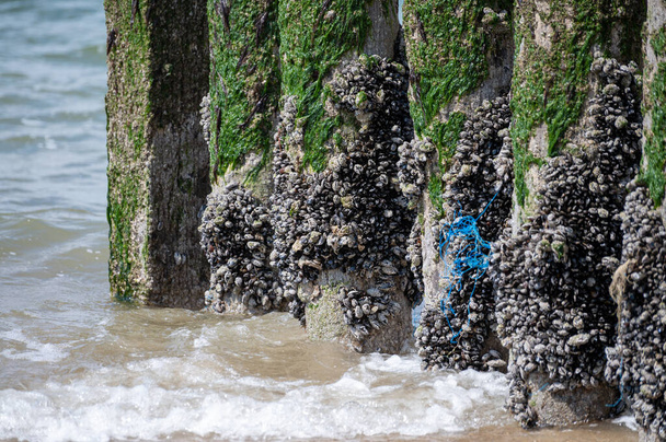 Groepen levende mosselen schelpdieren die groeien op houten palen bij eb in de Noordzee, Zoutelande, Zeeland, Nederland - Foto, afbeelding