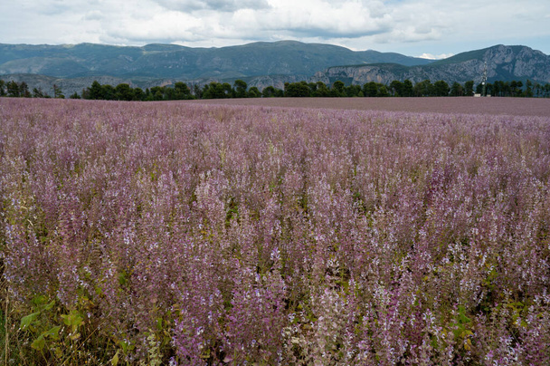 芳香族薬用植物の栽培夏にフランスのプロヴァンスのValensole高原のperfurmery産業で使用されるClary sageまたはSalvia scarlea - 写真・画像