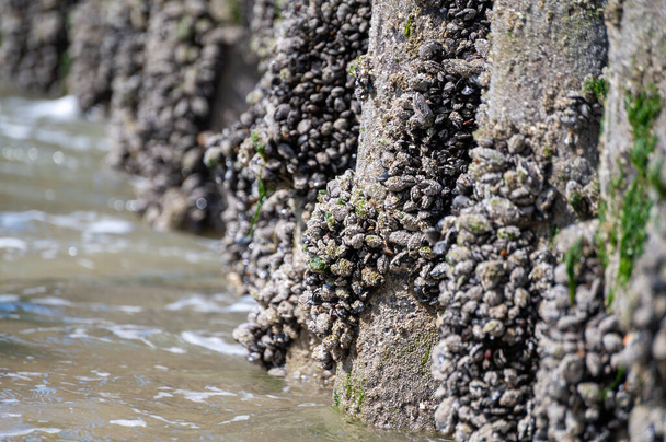 北海、ザウトランド、ゼーラント州、オランダの干潮時に木製の棒に成長する生きたムール貝貝のグループ - 写真・画像