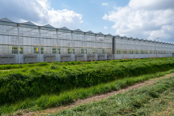 Landwirtschaft in den Niederlanden, große Glasgewächshäuser für den Anbau von biologischem Gemüse und Obst, Blumen in Zeeland - Foto, Bild