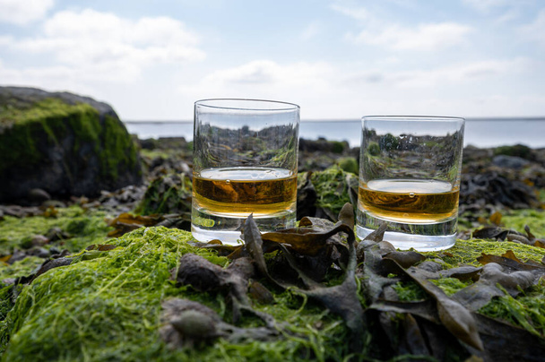 Ochutnávka čisté sladové nebo míchané skotské whisky a mořského dna při odlivu s řasami, kameny a ústřicemi na pozadí, soukromé whisky lihovary zájezdy ve Skotsku, UK - Fotografie, Obrázek