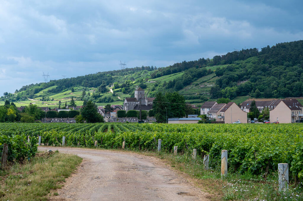 Green grand cru and premier cru vineyards with rows of pinot noir grapes plants in Cote de nuits, making of famous red and white Burgundy wine in Burgundy region of eastern France. - Fotoğraf, Görsel