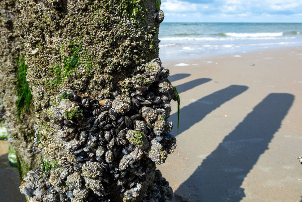 Kuzey Denizi, Zoutelande, Zeeland, Hollanda 'da, alçak gelgitte tahta kutuplarda büyüyen midye grupları. - Fotoğraf, Görsel
