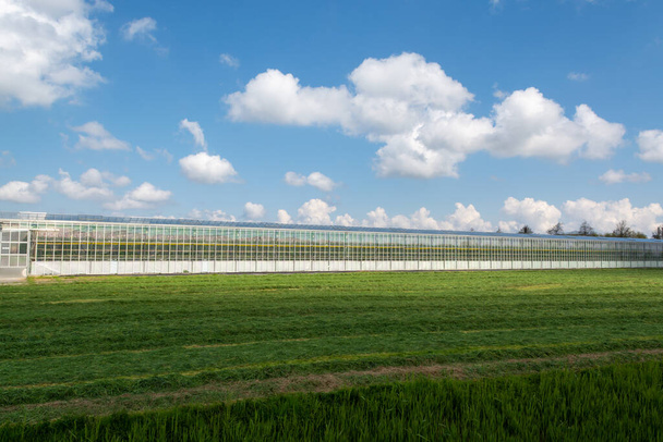 オランダの農業、有機野菜や果物の栽培に使われる大きなガラス温室、ゼーラント州の花 - 写真・画像