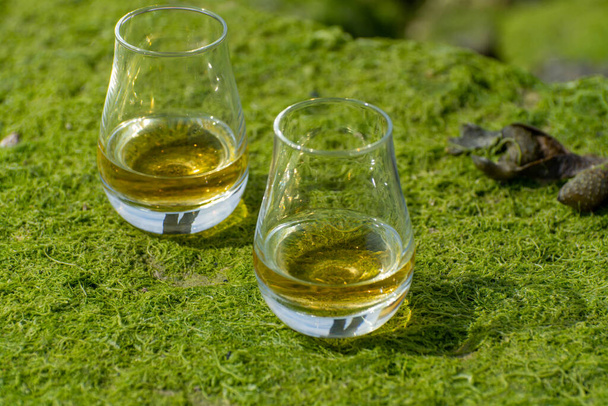 Verkostung von Single Malt oder Blended Scotch Whisky und Meeresboden bei Ebbe mit Grünalgen und Steinen im Hintergrund, private Whisky-Destillerie-Touren in Schottland, Großbritannien - Foto, Bild