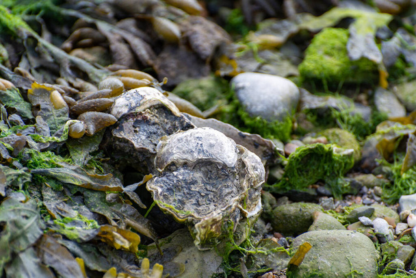 Wilde Creusmuscheln, die bei Ebbe auf Steinen im Salzwasser des Nationalparks Oesterschelde wachsen, Zeeland, Niederlande - Foto, Bild