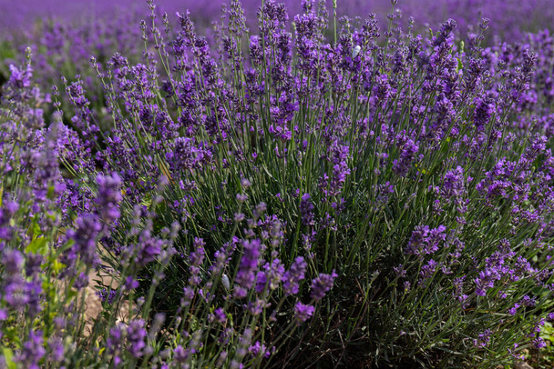 Schöne Lavendelfelder an einem sonnigen Tag. Lavendel blühende duftende Blumen.  - Foto, Bild