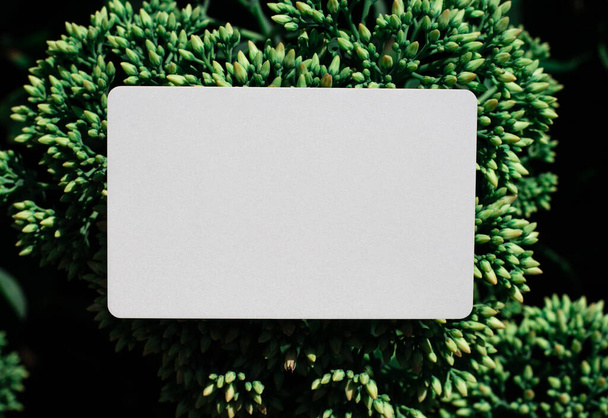 Rettangolo bianco con un posto per un'iscrizione su uno sfondo di piante verde scuro - Foto, immagini