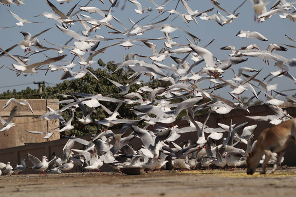 A flock of seagulls flying and standing on the ground - Photo, image