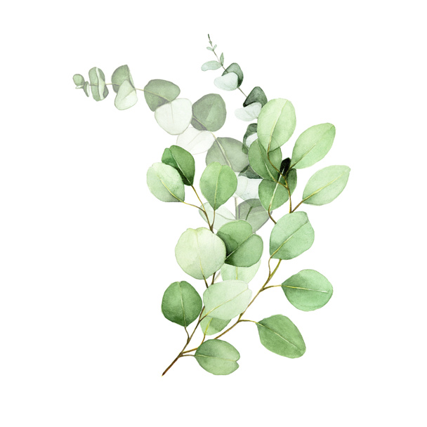 watercolor drawing, bouquet of eucalyptus leaves. flower arrangement of eucalyptus leaves and branches. decoration for wedding, invitations, congratulations. clipart isolated on white background - Photo, Image