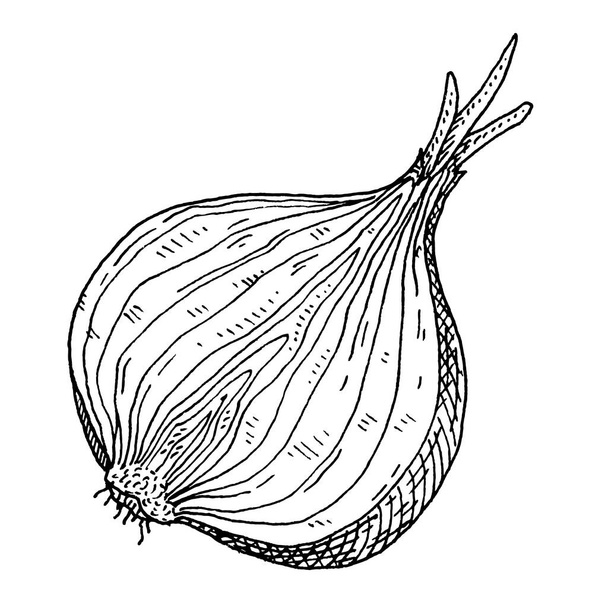 Half onion. Vintage vector hatching black illustration. Isolated on white - Vektor, Bild