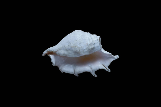 large seashell isolated on black background - Photo, Image