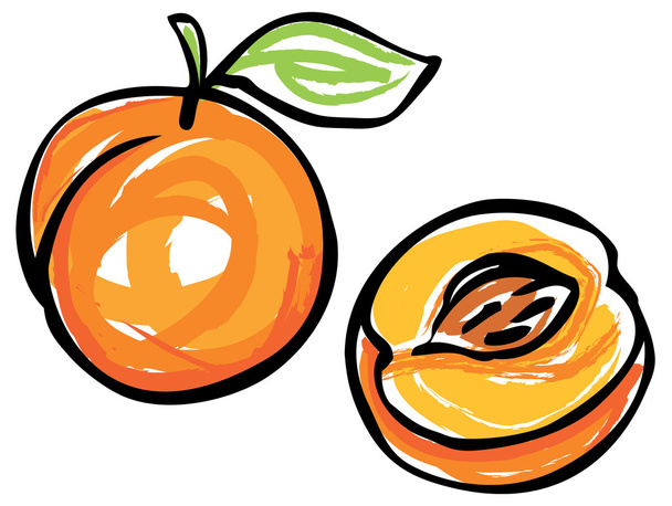 Whole and half apricot - Vektor, kép