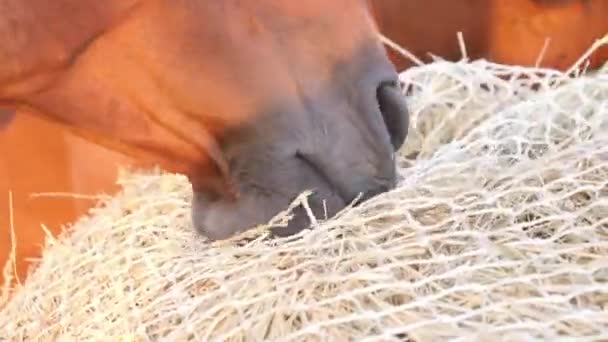 Pferde fressen Heu aus einem speziellen Heu-Netz. Langsame Futternetze ermöglichen es den Pferden, wie in der Natur zu essen, denn das Pferd muss zum Naschen und Bewegen ermutigt werden.. - Filmmaterial, Video