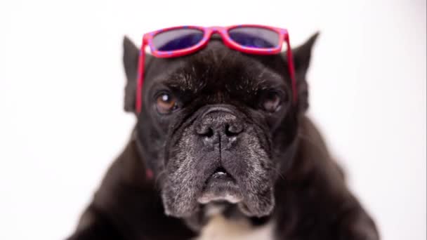 Kafasına pembe güneş gözlüğü takmış Fransız bulldog. - Video, Çekim