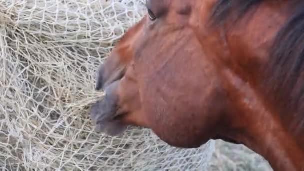 Paardenetend hooi uit een speciaal hooinet. Langzame voedernetten maken het paarden mogelijk om te eten zoals in de natuur, omdat paarden moeten worden aangemoedigd om te knabbelen en te bewegen.. - Video