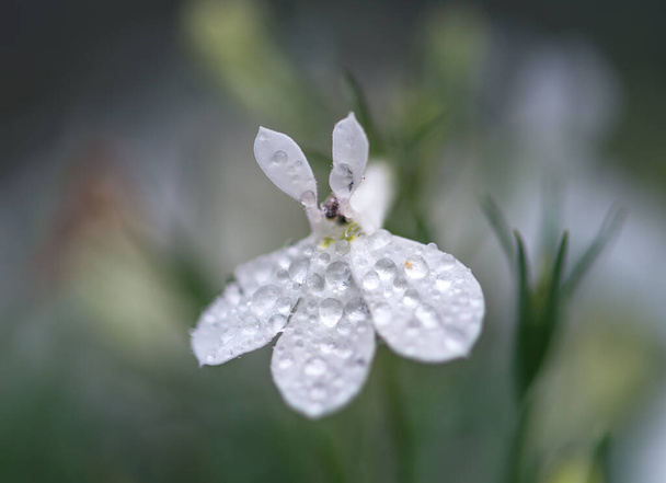 Herkkä valkoinen kukka sateen alla - Valokuva, kuva