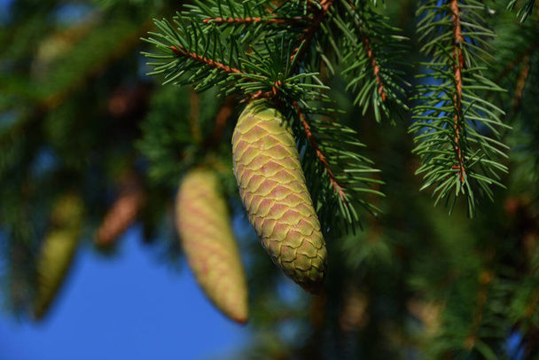 Gros plan d'un jeune cône d'épinette verdâtre sur une brindille avec des aiguilles en plein soleil et un bokeh depuis un ciel bleu et des branches de sapin avec des cônes. - Photo, image
