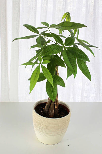 Una planta de árbol de dinero contra una cortina blanca - Foto, imagen