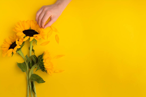 Female hand pluck petal of beautiful sunflowers bouquet on yellow background - Photo, image