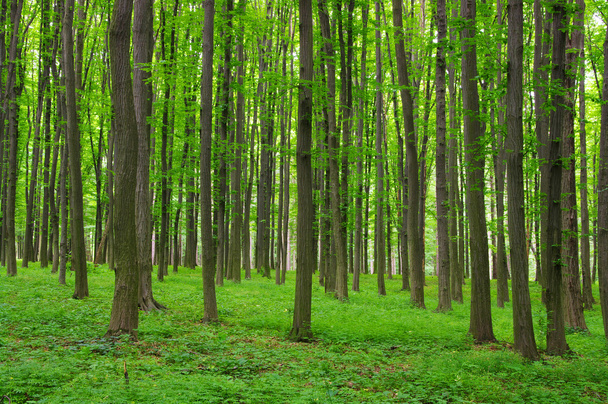 Arbres dans une forêt verte au printemps
 - Photo, image