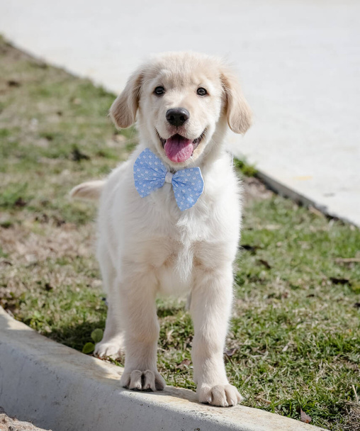The golden retriever is a retriever-type dog breed that originated in Great Britain, and was developed for hunting waterfowl. - Photo, Image