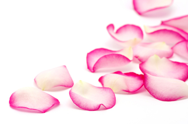 roze roze bloemblaadjes geïsoleerd op wit - Foto, afbeelding