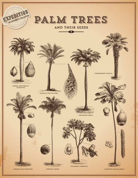 Palmbomen - Vector, afbeelding