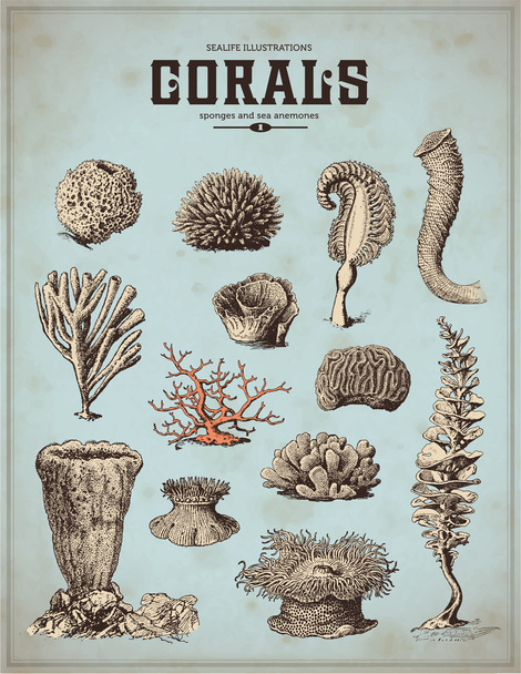 набор море - кораллы, губки - Вектор,изображение