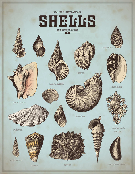Shells set - Vector, Image
