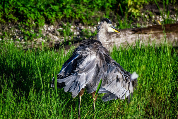 young wet blue heron in the swamp - Photo, Image