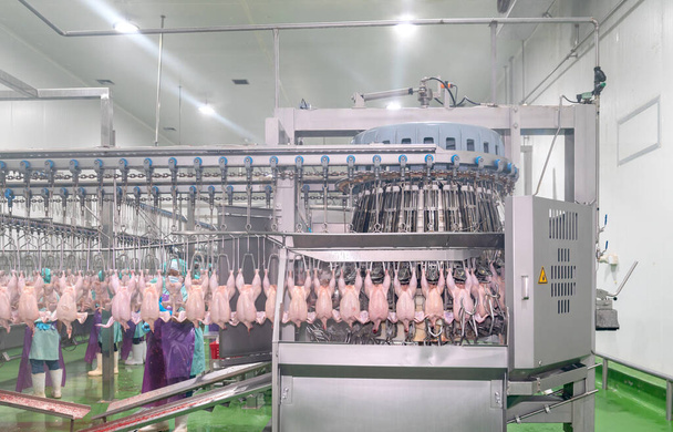 The chickens are transported to the chicken butt machine in the factory. - Photo, Image