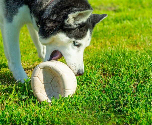un perro husky se divierte jugando con una pelota en la hierba en el verano - Foto, imagen