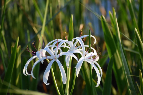 Blooming string lily in the grass - Photo, Image