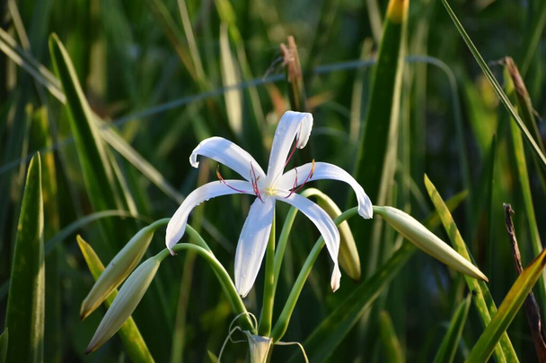 Blooming string lily in the grass - Photo, Image