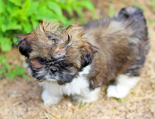 若い犬シーズー - 写真・画像