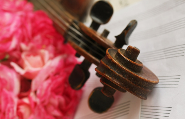 美しいバイオリン - 写真・画像