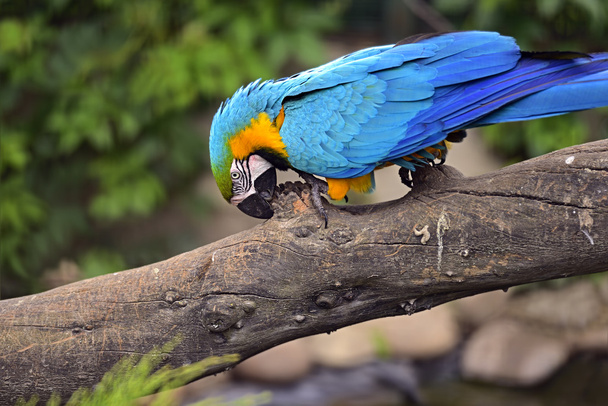 Parrot bird - Photo, image
