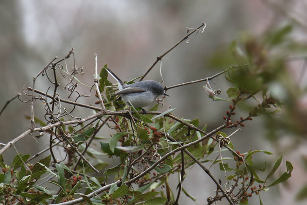 Gnatcatcher gris azulado (macho) (polioptila caerulea) - Foto, imagen