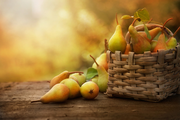 Autumn pears - Foto, immagini