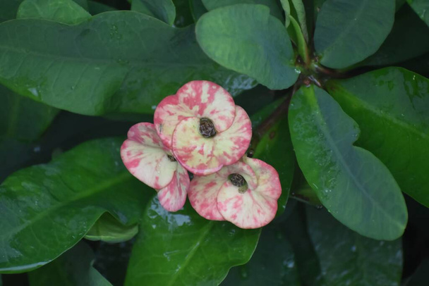 vaaleanpunainen kaktus kukkia Floridassa puutarha - Valokuva, kuva