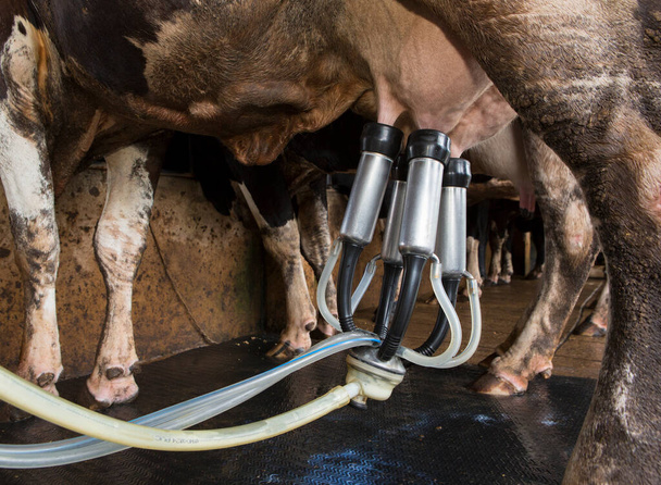 Cow milking facility and mechanized milking equipment - Fotoğraf, Görsel