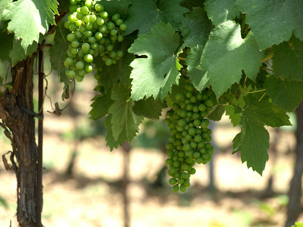uvas verdes na vinha - Foto, Imagem