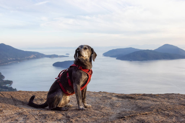 Adventurous little hiking dog on top of a mountain - Foto, afbeelding